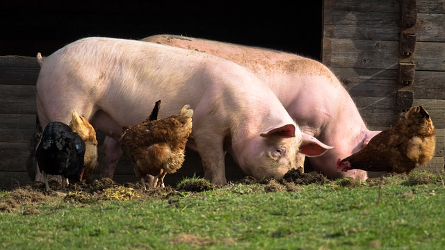 Creșterea aportului alimentar la porci